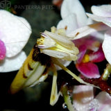Orchid Mantis (H. coronatus)