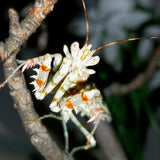 Spiny Flower Mantis (Pseudocreobotra wahlbergii) adult male