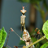 Cryptic Mantis (S. pretiosa)