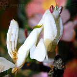 Sub-Adult Orchid (Hymenopus coronatus) Mantis Female