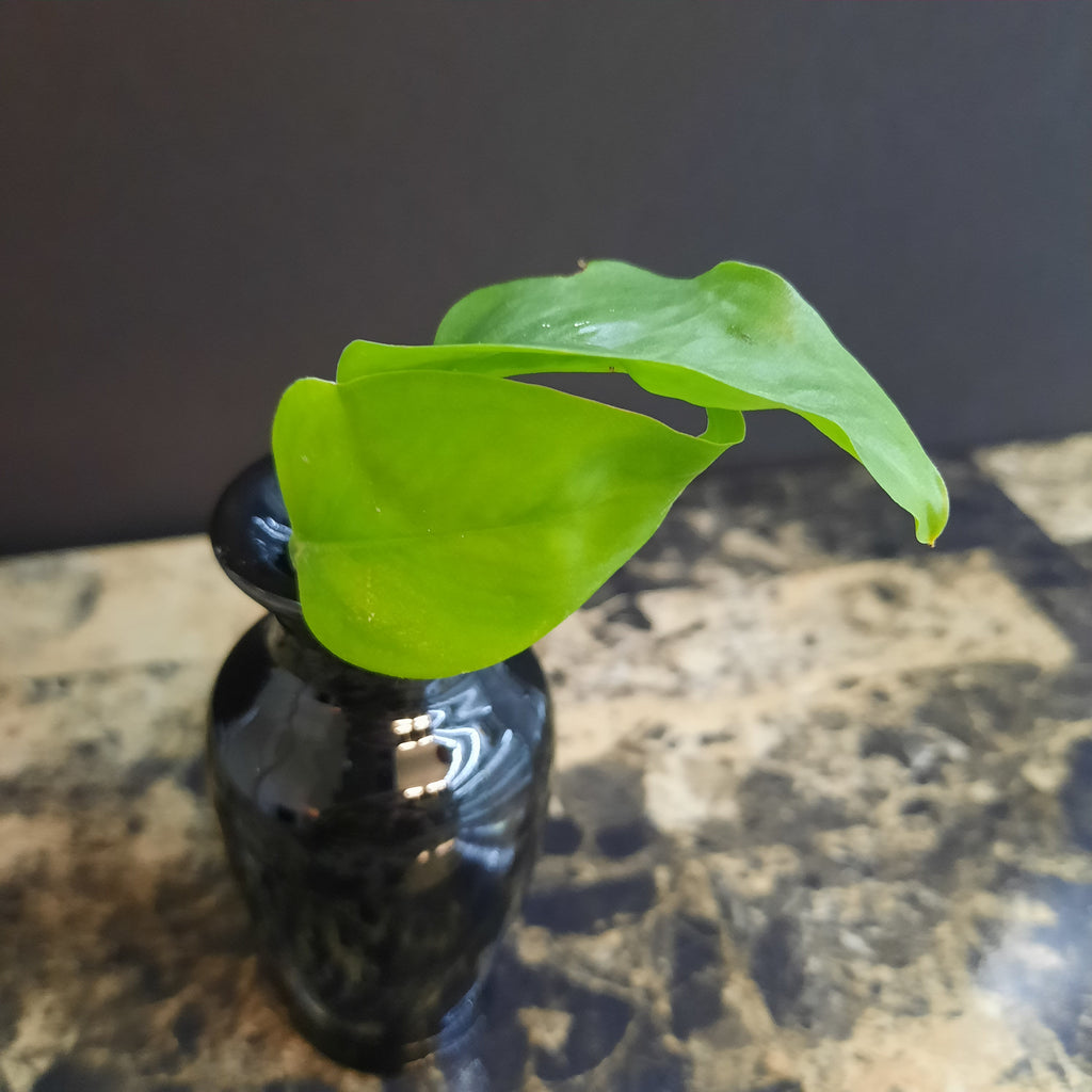 is golden pothos pet friendly Golden Pothos (Epipremnum aureum) – PanTerra Pets