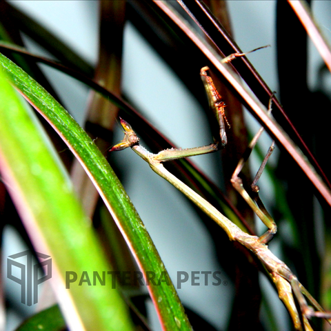 Giant African Stick Mantis (Heterochaeta)