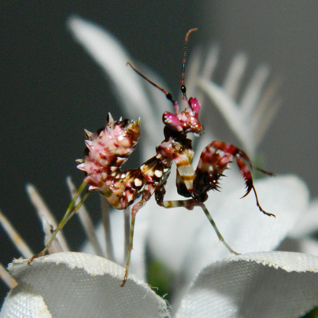 flower mantis lavender Spiny Flower Mantis (P. wahlbergii) for sale at PanTerra Pets