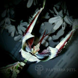 Giant Devil's Flower Mantis (I. diabolica)