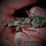 Buy Grizzled Mantis (G. grisea) For Sale at PanTerra Pets