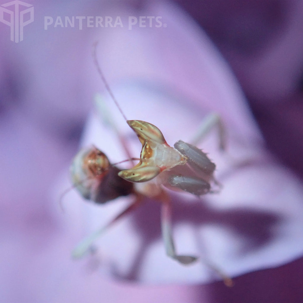 flower mantis lavender Buy Orchid Mantis (Hymenopus coronatus) for sale at PanTerra Pets