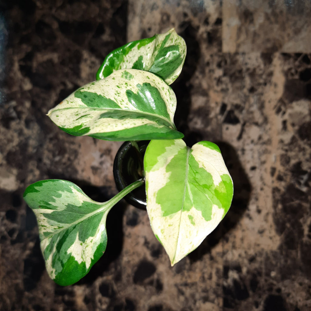 snow queen pothos scientific name Snow Queen Pothos (Epipremnum aureum) – PanTerra Pets