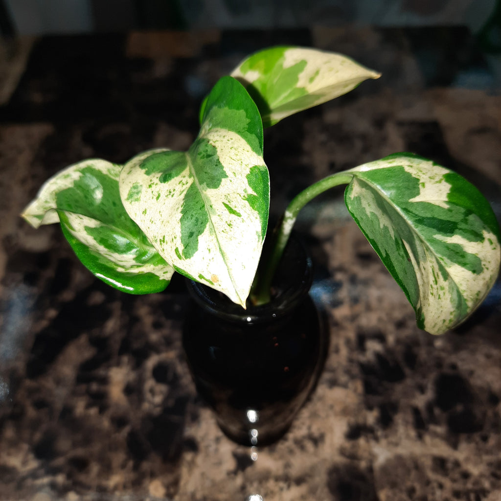 snow white pothos Snow Queen Pothos (Epipremnum aureum) – PanTerra Pets