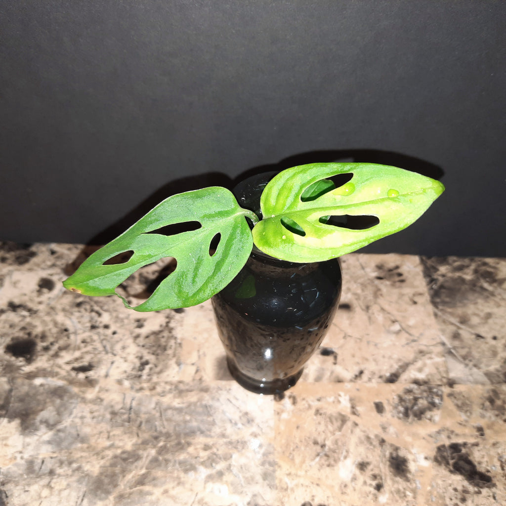 swiss cheese plant and pets Swiss Cheese Plant (Monstera adansonii) – PanTerra Pets