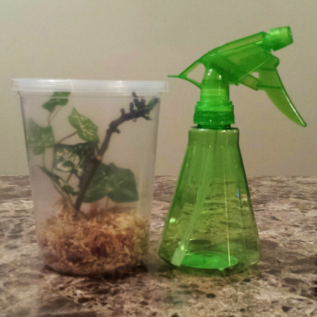 best plants for praying mantis terrarium Praying Mantis Habitat Starter Kits for sale at PanTerra Pets