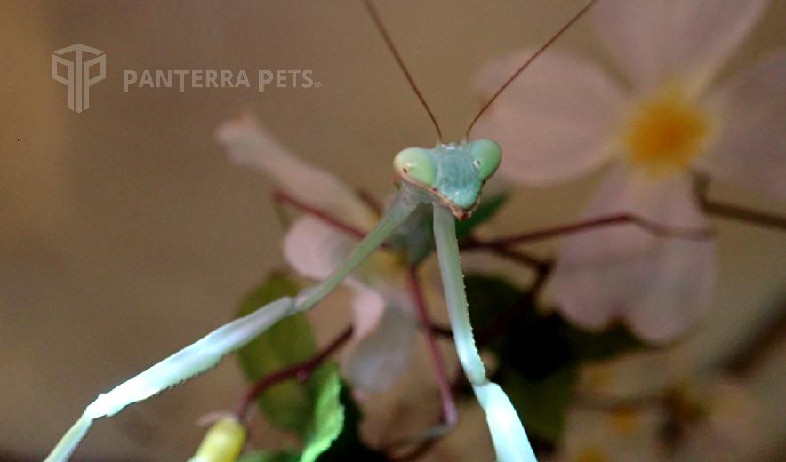 Giant Asian Mantis (Hierodula membranacea) adult male