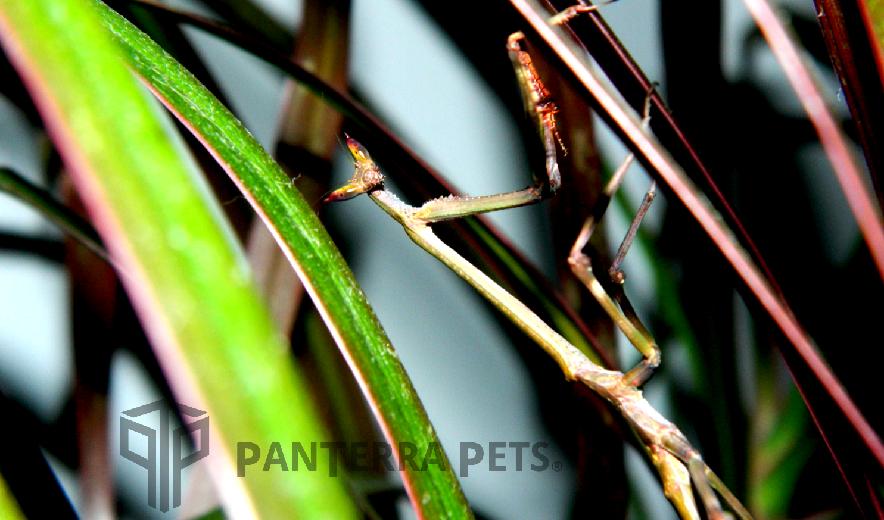 Giant African Stick Mantis (Heterochaeta orientalis)