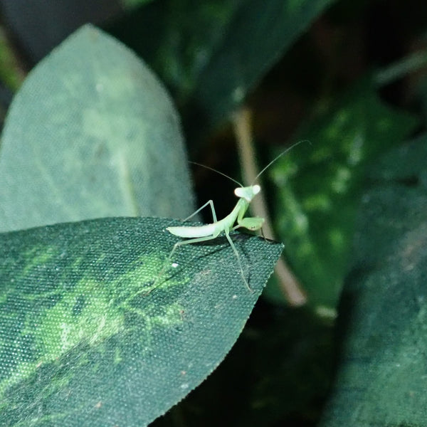 Hierodula Indonesia