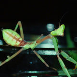 Peruvian Leaf Mantis (P. Perpulchra)