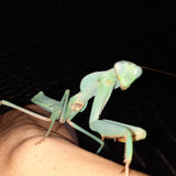 Timor Shield Mantis (R. kirbyi)