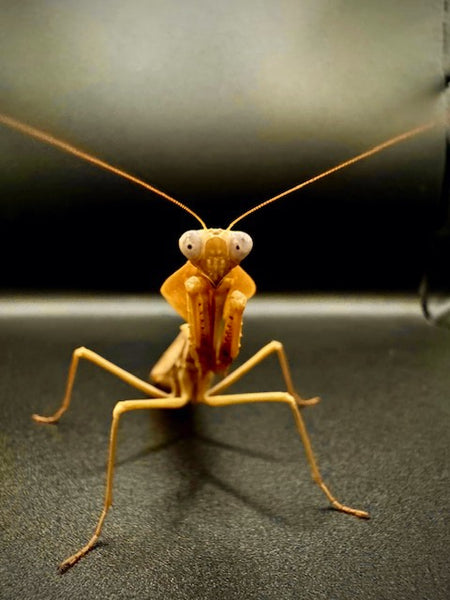 Timor Shield Mantis (R. kirbyi)