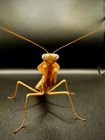 Timor Shield Mantis (R. kirbyi)