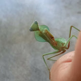 Timor Shield Mantis (R. kirbyi)