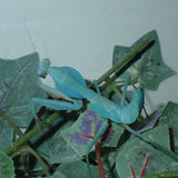 Timor Shield Mantis (R. kirbyi)