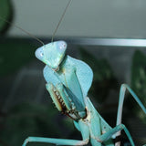 Timor Shield Mantis (R. kirbyi)
