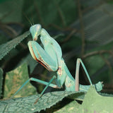 Timor Shield Mantis (R. kirbyi)