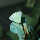 Timor Shield Mantis (R. kirbyi)
