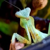 Timor Shield Mantis (R. kirbyi)