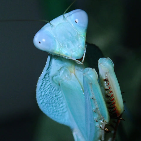 Timor Shield Mantis (R. kirbyi)