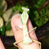 Timor Shield Mantis (R. kirbyi)