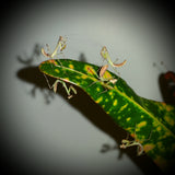 Peruvian Leaf Mantis (P. Perpulchra)