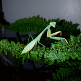 Golden Giant Asian mantis (H. venosa)