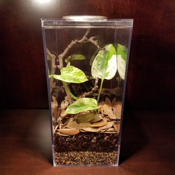 best plants for praying mantis enclosure PanTerra's Box - Praying Mantis Premium Habitat