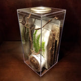 PanTerra's Box - Praying Mantis Habitat