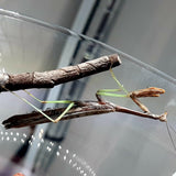 Carolina Mantis (S. carolina)