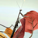 Carolina Mantis (S. carolina)