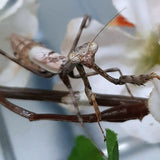 Carolina Mantis (S. carolina)