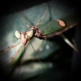 Jewelled Flower Mantis (C. gemmatus)