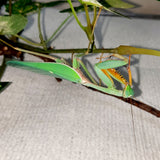 Golden Giant Asian mantis (H. venosa)