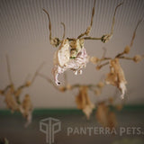 Giant Devil's Flower Mantis (I. diabolica)