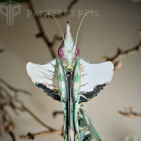 Giant Devil's Flower Mantis (I. diabolica)