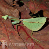 Peruvian Leaf Mantis (P. Perpulchra)