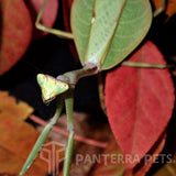 Peruvian Leaf Mantis (P. Perpulchra)