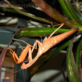 Congo Green Mantis (S. aurea)
