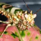 Spiny Flower Mantis (Pseudocreobotra wahlbergii) adult male