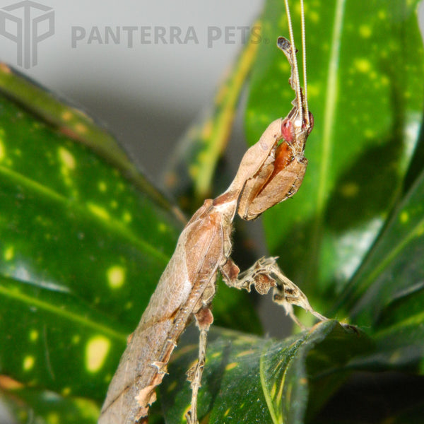 Ghost Mantis (P. paradoxa)