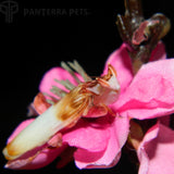 Adult Male Orchid (Hymenopus coronatus) Mantis 