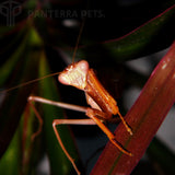 Congo Green Mantis (S. aurea)