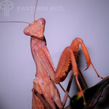 Congo Green Mantis (S. aurea)