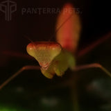 Congo Green Mantis (S. aurea)