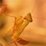 Congo Green Mantis (S. aurea)